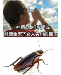 小強來了